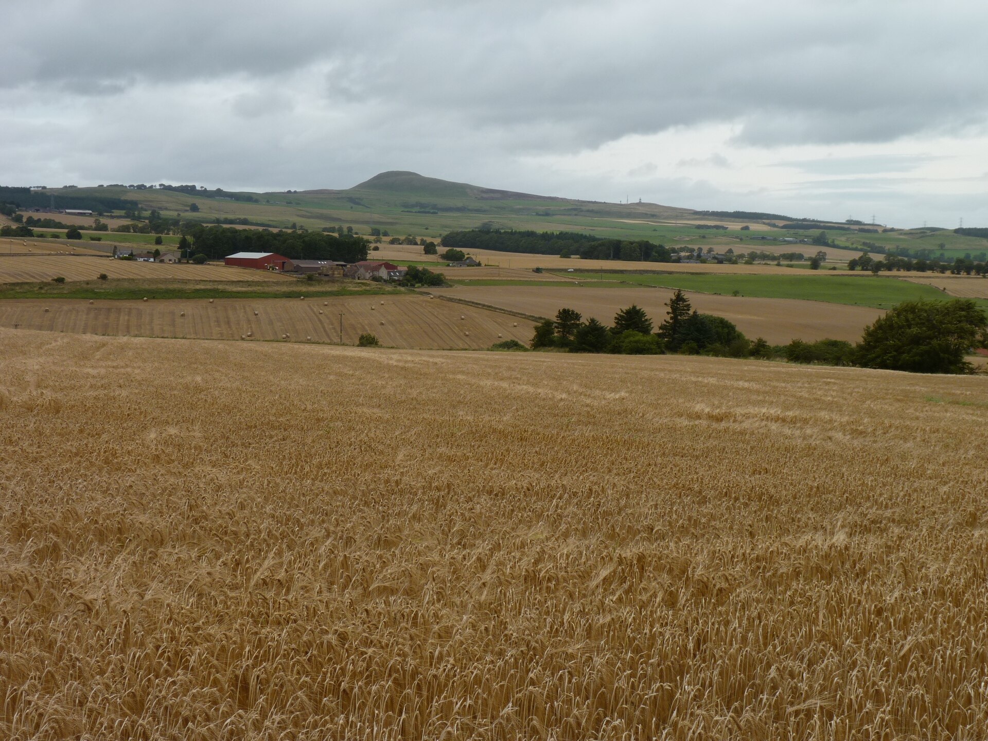 A ripening barley field in the Scottish Lowlands